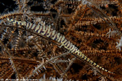 Saw blade shrimp, Tozeuma armatum. Picture taken on the S... by Anouk Houben 